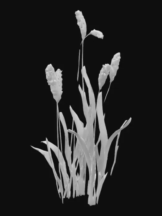 3D model for Generate me the model of a wheat plant