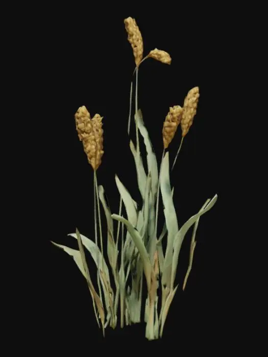 3D model for Generate me the model of a wheat plant