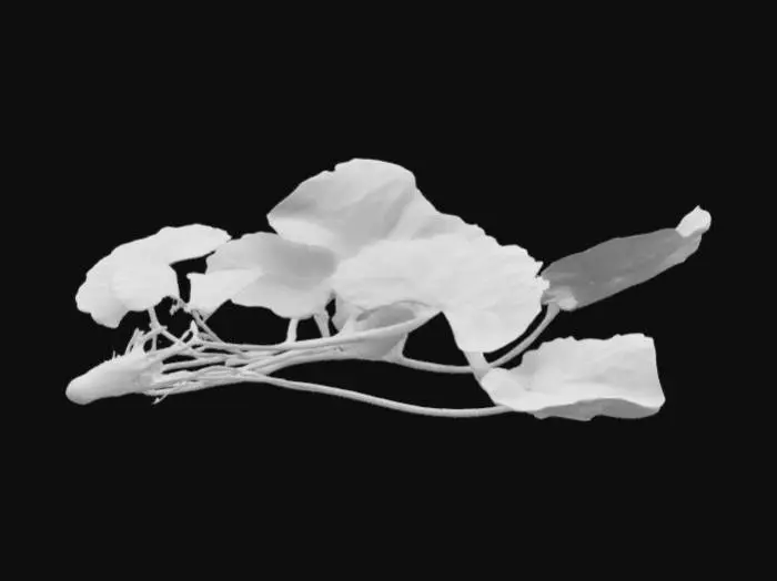 3D model for Rau má (Centella asiatica) còn có tên gọi khác là tích tuyết thảo hay liên tiền thảo thường mọc ở những nơi ẩm ướt, râm mát, thung lũng, bờ mương, đất mùn tơi xốp tại các vùng nhiệt đới. Cây rau má có đặc điểm hình thái như sau: Rễ cây rau má có màu trắng kem và được bao quanh bởi một lớp lông tơ.