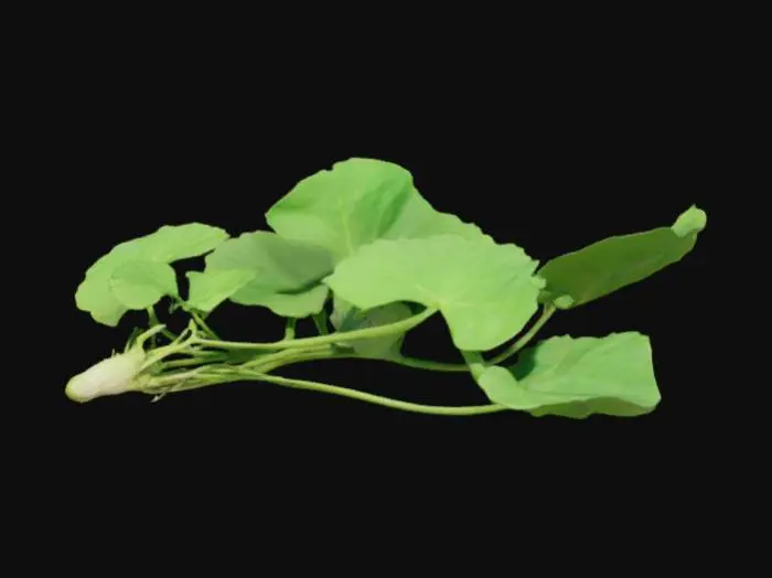 3D model for Rau má (Centella asiatica) còn có tên gọi khác là tích tuyết thảo hay liên tiền thảo thường mọc ở những nơi ẩm ướt, râm mát, thung lũng, bờ mương, đất mùn tơi xốp tại các vùng nhiệt đới. Cây rau má có đặc điểm hình thái như sau: Rễ cây rau má có màu trắng kem và được bao quanh bởi một lớp lông tơ.