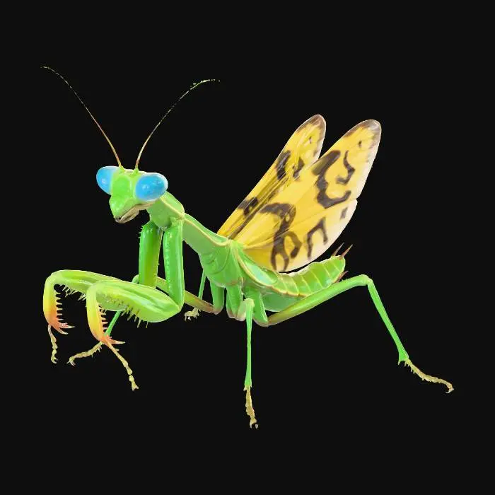 3D model for Mantis Elegance