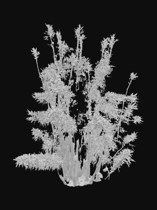 3D model for Asparagus 2