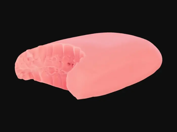 3D model for a bite-marked soap