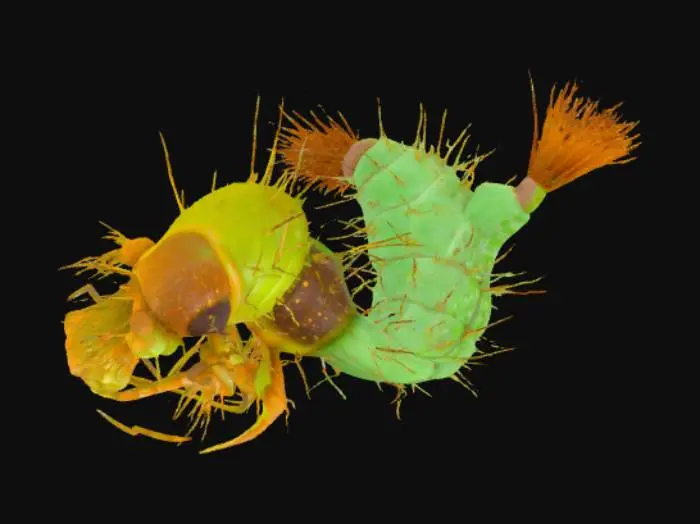 3D model for Juvenile soquito larva 