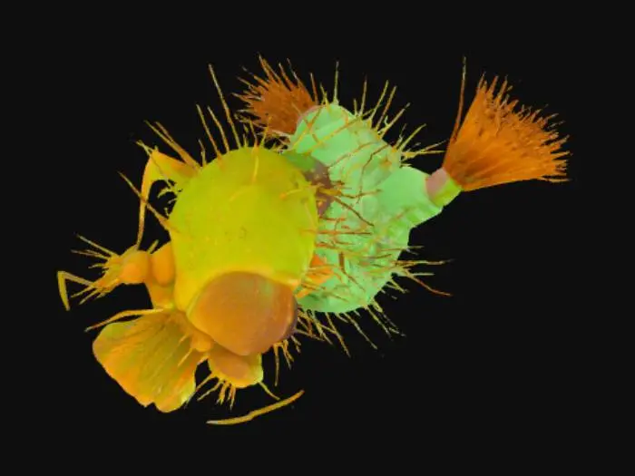 3D model for Juvenile soquito larva 