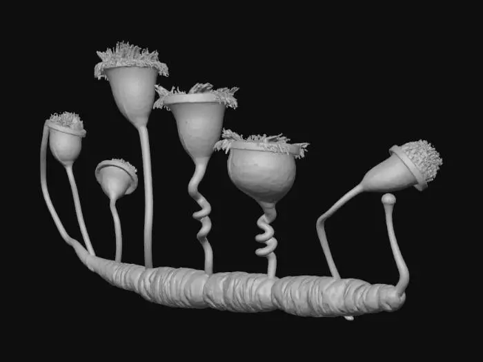 3D model for Vorticella_convallaria-Version04