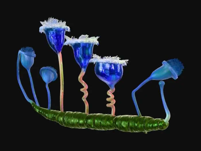 3D model for Vorticella_convallaria-Version04