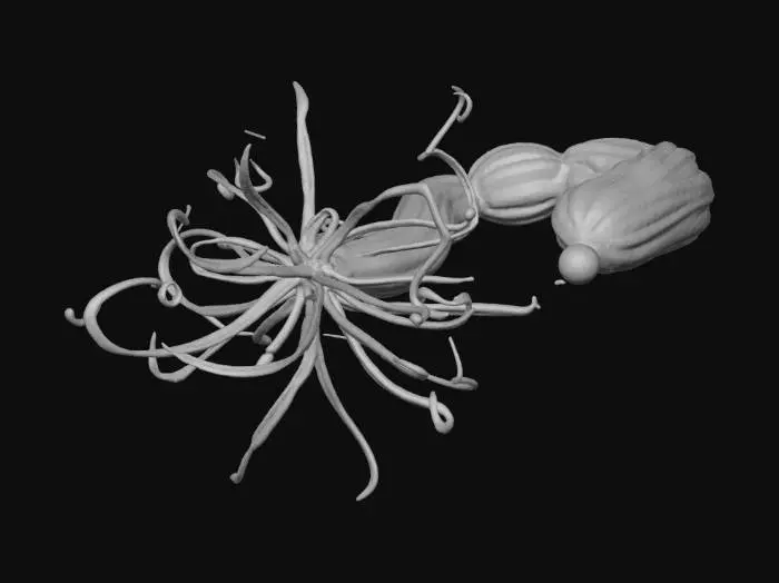 3D model for Hydra vulgaris-version05