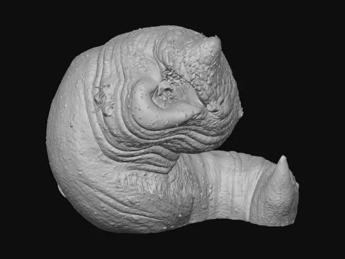 3D model for Tubifex-tubifex-version03