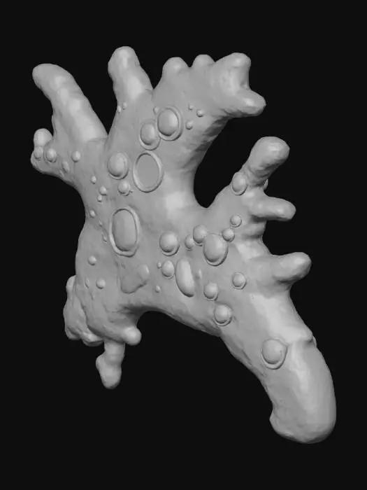 3D model for Amoeba Version 5