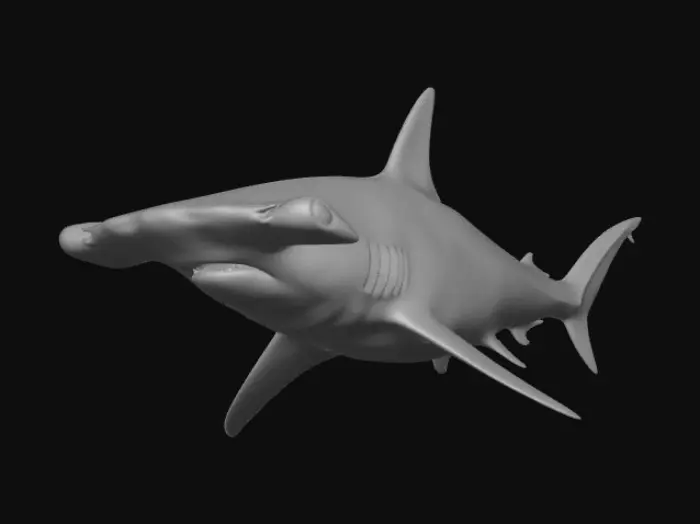3D model for Hammerhead Shark