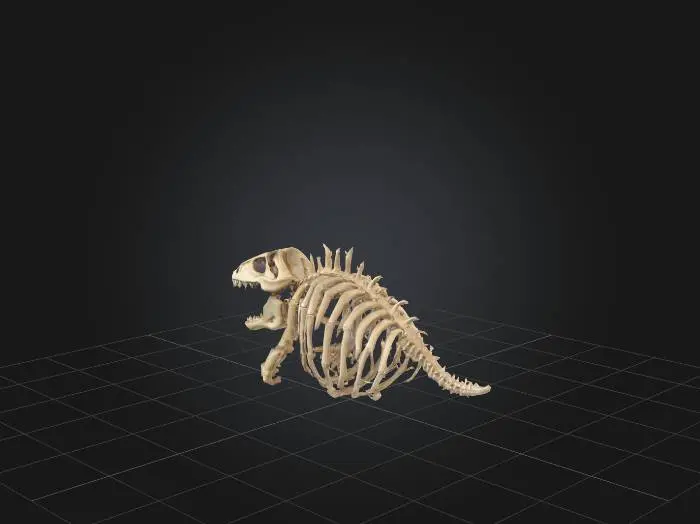 3D model for dinosaur rib cage