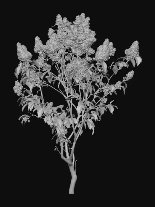 3D model for ライラック白