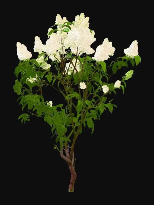 3D model for ライラック白