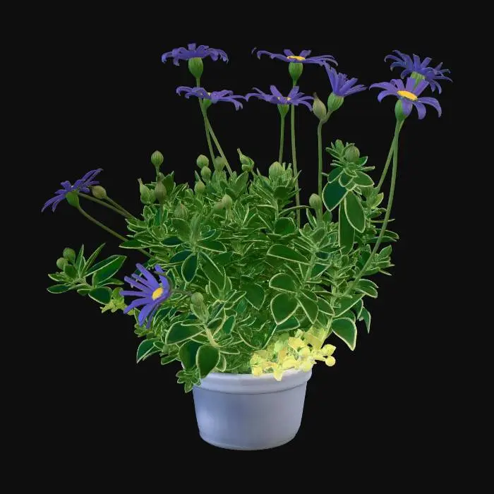 3D model for ブルーデイジー２