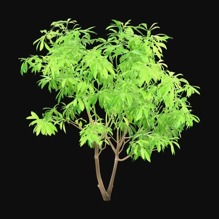 3D model for アセビ