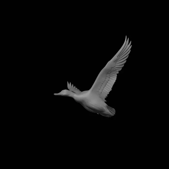 3D model for Mallard in Flight