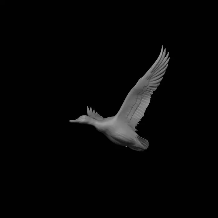 3D model for Mallard in Flight