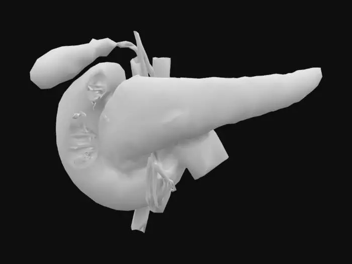 3D model for Pancreas Anatomy Diagram