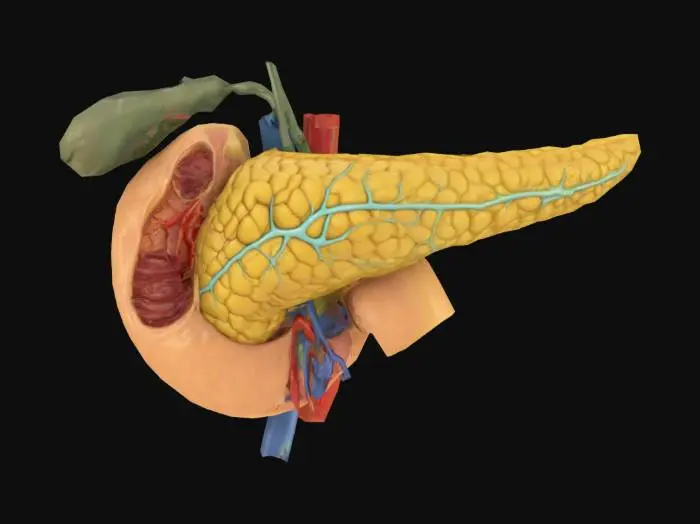 3D model for Pancreas Anatomy Diagram