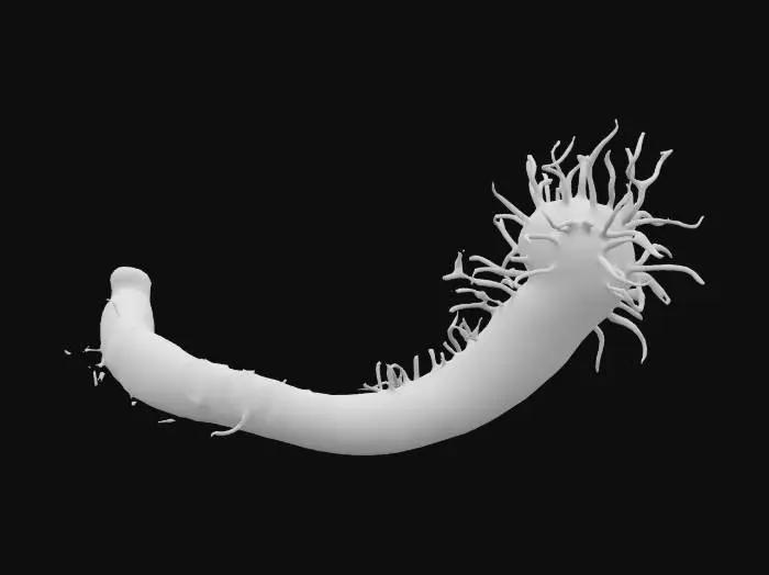 3D model for proboscis worm
