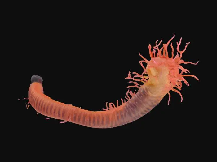 3D model for proboscis worm