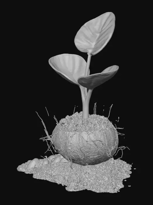 3D model for sprouted coconut seedling