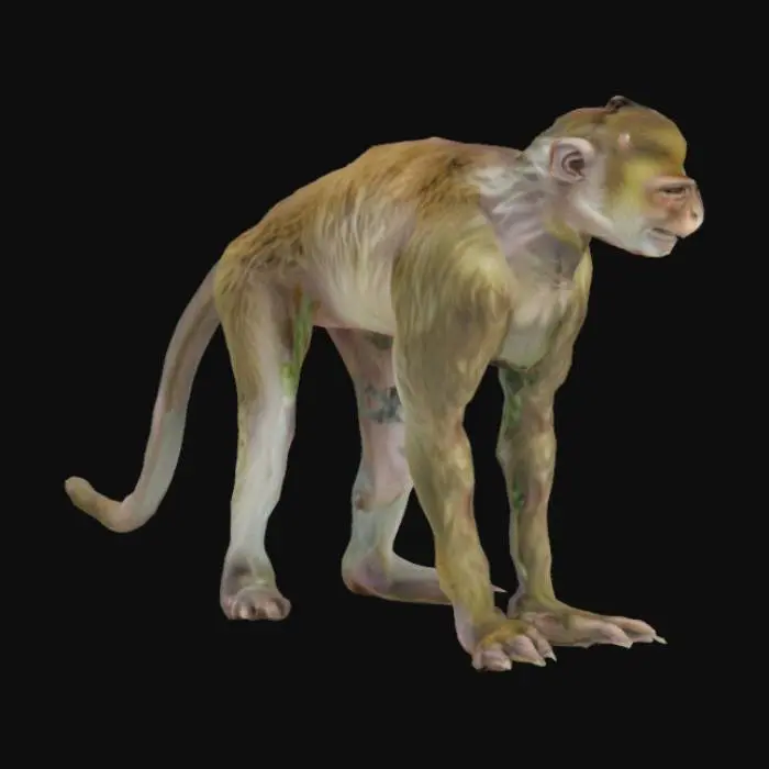 3D model for Alert Primate in the Jungle