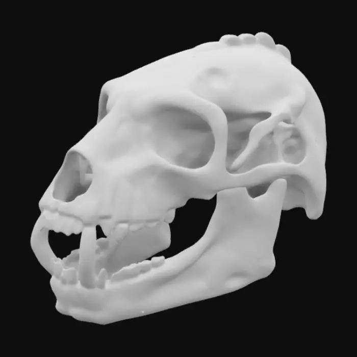 3D model for An accurate lion skull 