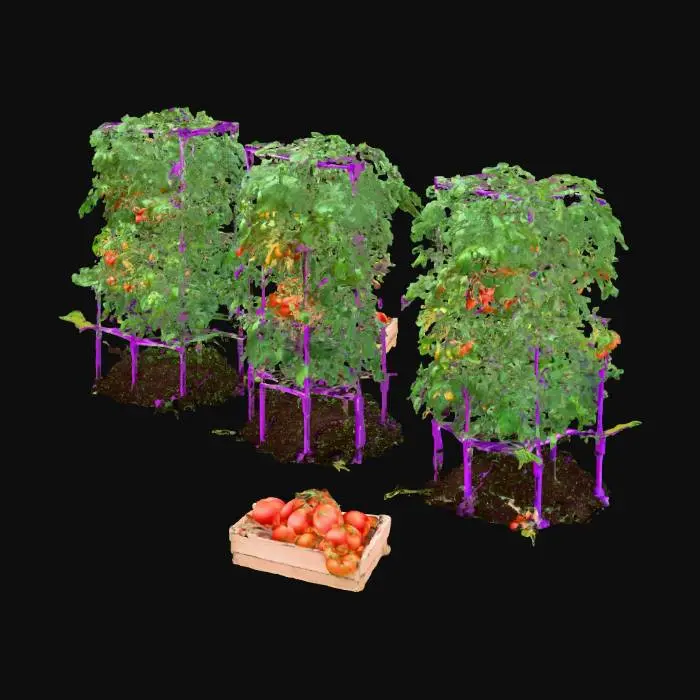 3D model for Tomato Harvest Display