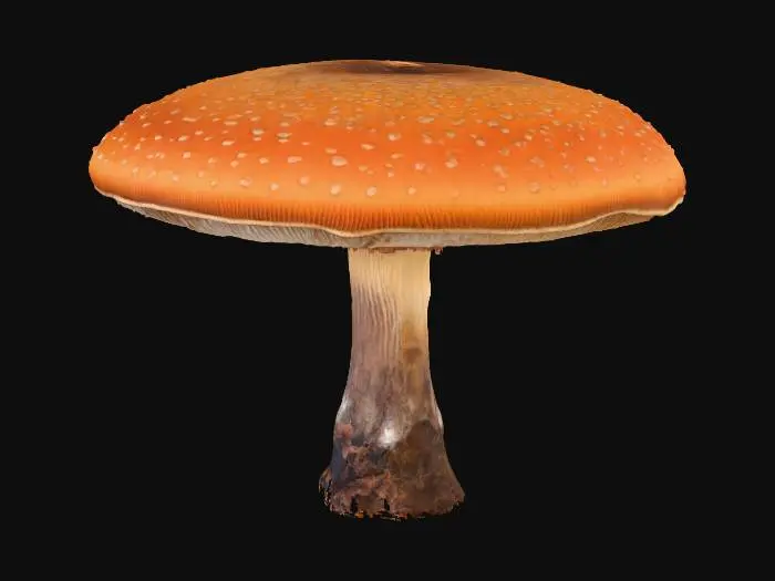 3D model for Forest Giant