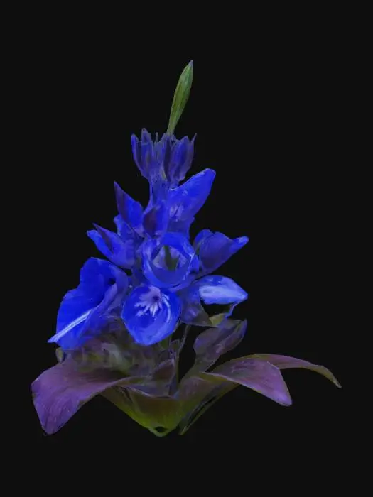 3D model for lobelia flower
