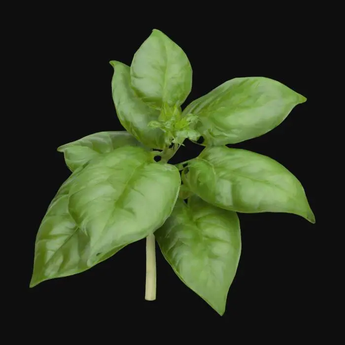 3D model for A basil plant with bright green, oval to lance-shaped leaves, approximately 1-2 inches long, growing in opposite pairs along a square, green stem.  The leaves may have smooth or slightly toothed edges.  The plant should appear healthy and vibrant.  Optionally, include small white or pale purple flowers clustered at the stem tips. Focus on realistic detail and accurate representation of the leaf shape, arrangement, and stem structure.
