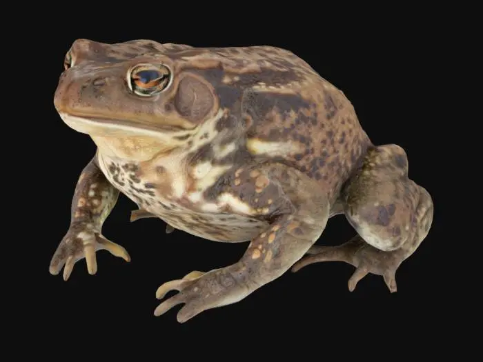 3D model for Toad