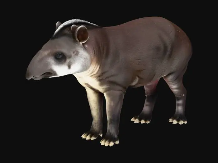 3D model for Tapir Stands Tall