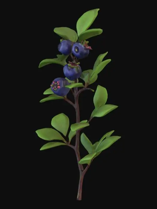 3D model for "Finnish wild blueberry (mustikka), low-growing shrub, small purple berries clustered on branches, green oval leaves, growing in Finnish forests and bogs, low-poly 3D model, 2000-3000 polygons, simplified berry texture, GLB format, natural color palette"