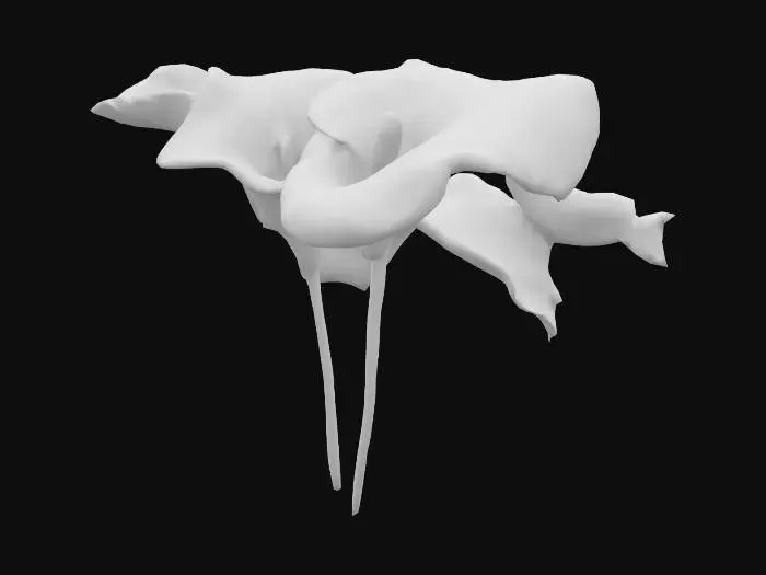 3D model for Calla Lily