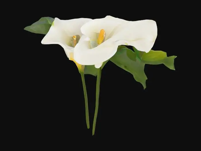 3D model for Calla Lily