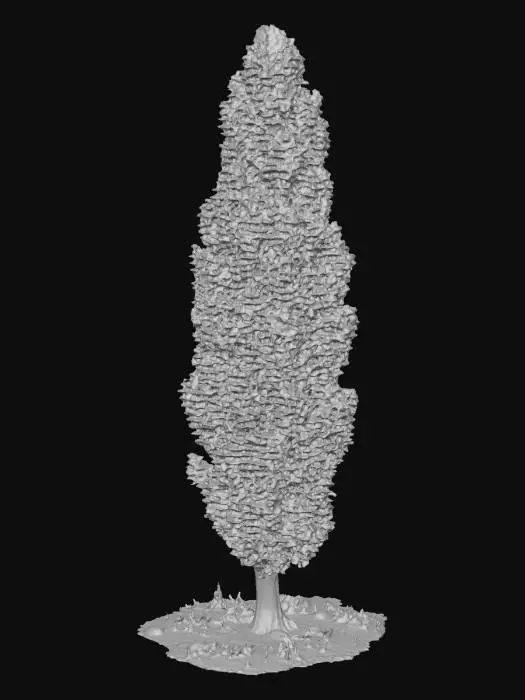 3D model for Tall Columnar Tree on Pebbled Ground