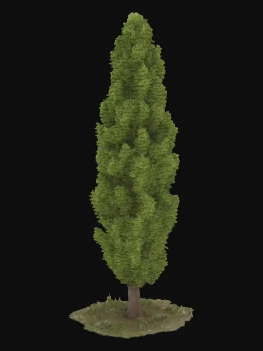 3D model for Tall Columnar Tree on Pebbled Ground