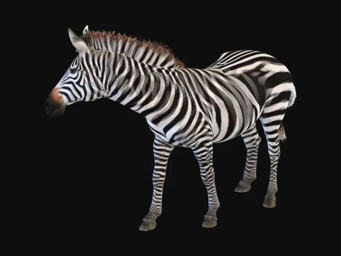 3D model for zebra