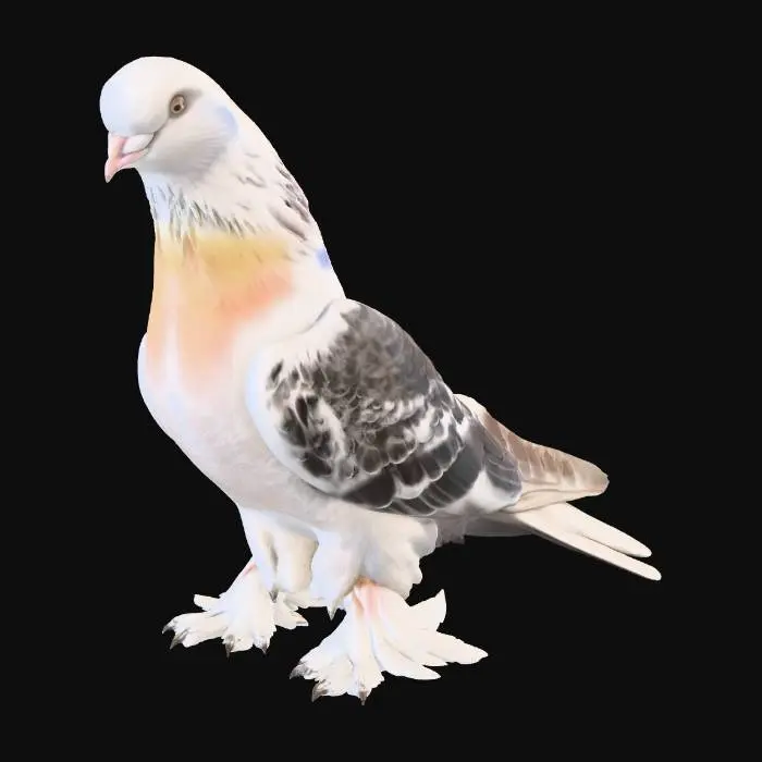 3D model for Majestic Pigeon
