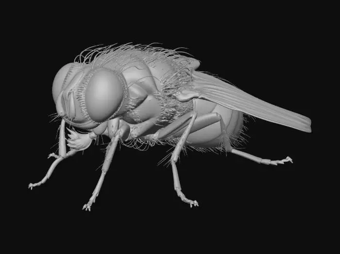 3D model for Emerald Bottle Fly