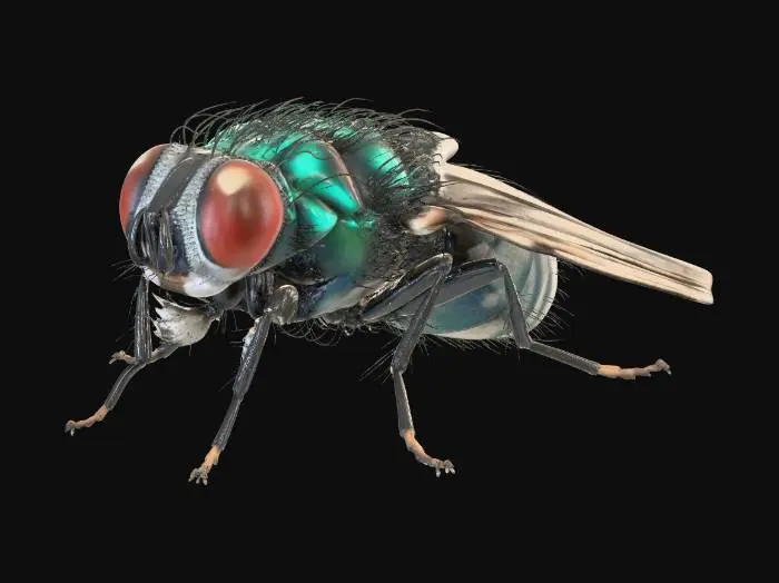 3D model for Emerald Bottle Fly