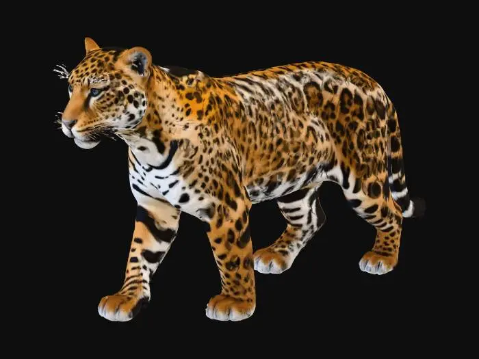 3D model for Jaguar Majesty