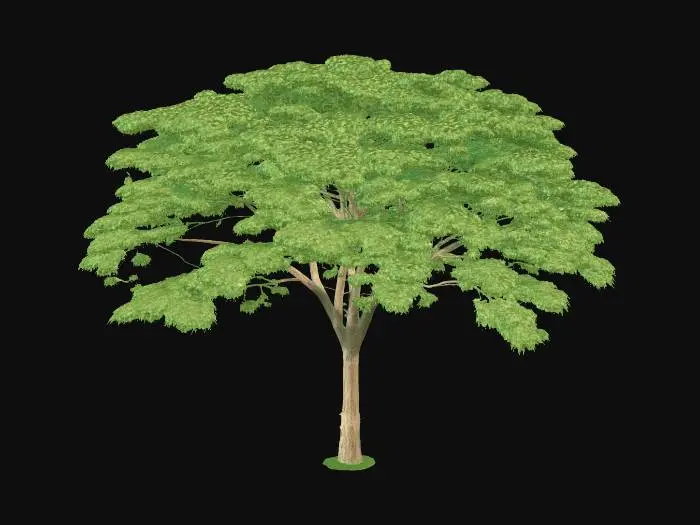 3D model for Tree