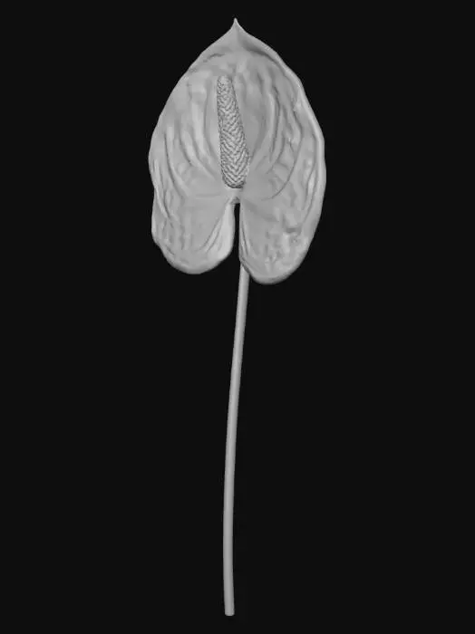 3D model for Purple Anthurium Blossom
