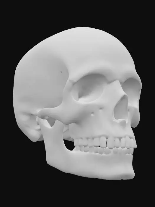 3D model for Hyper-Realistic | Marble | Shiny | cracked | a anatomically correct human Skull only made of Marble. 