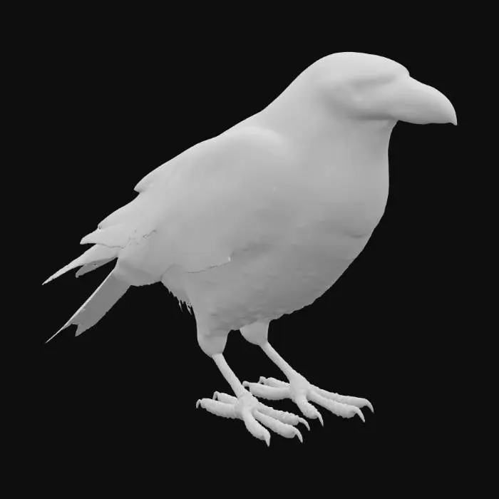 3D model for A Crow bird
