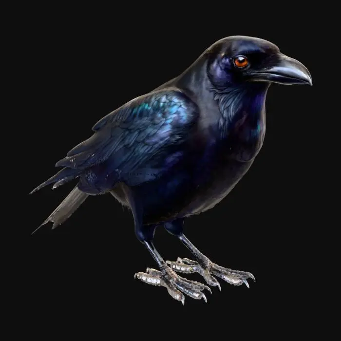 3D model for A Crow bird
